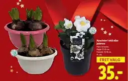 Lidl Hyacinter i skål eller julerose, DKK 35 tilbud