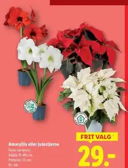 Lidl Amaryllis eller julestjerne, DKK 29 tilbud