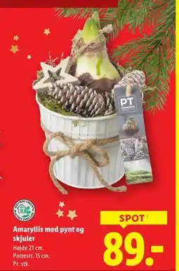 Lidl Amaryllis med pynt og skjuler, DKK 89 tilbud