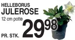 ABC Lavpris Helleborus julerose tilbud