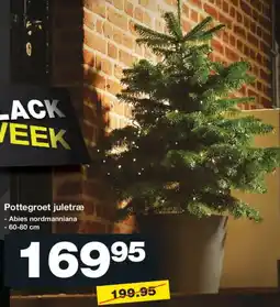 Bauhaus Pottegroet juletræ tilbud