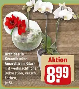 REWE DE Orchidee in Keramik oder Amaryllis im Glas tilbud