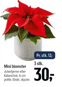 Føtex Mini blomster tilbud
