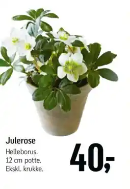 Føtex Julerose tilbud