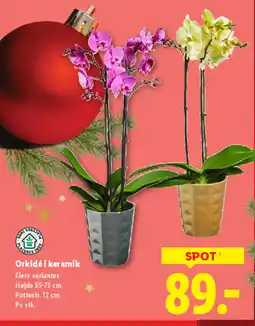 Lidl Orkidé i keramik tilbud