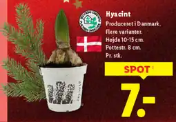Lidl Hyacint tilbud