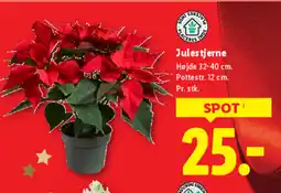 Lidl Julestjerne tilbud