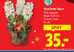 Lidl Hyacinter i kurv tilbud