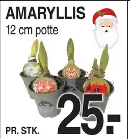 ABC Lavpris Amaryllis potte tilbud