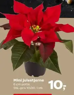 Kvickly Mini julestjerne tilbud