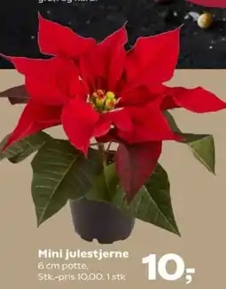 SuperBrugsen Mini julestjerne tilbud