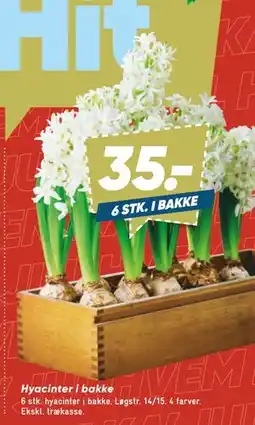 Bilka Hyacinter i bakke tilbud