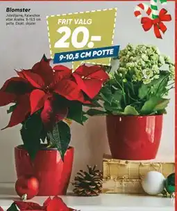 Bilka Blomster tilbud