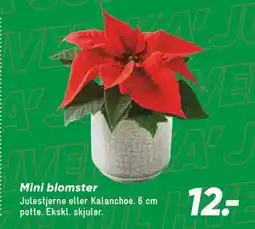 Bilka Mini blomster tilbud
