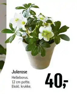 Føtex Julerose tilbud