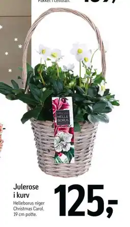 Føtex Julerose i kurv tilbud