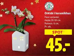 Lidl Orkidé i keramikhus tilbud