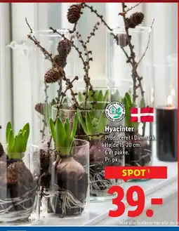 Lidl Hyacinter tilbud