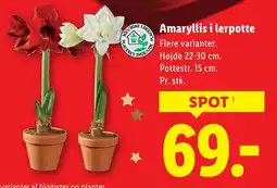 Lidl Amaryllis i lerpotte tilbud