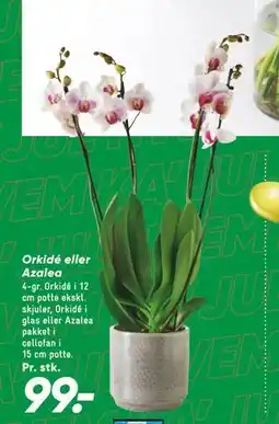 Bilka Orkidé eller Azalea tilbud
