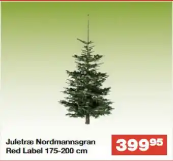 Juletræ Nordmannsgran Red Label