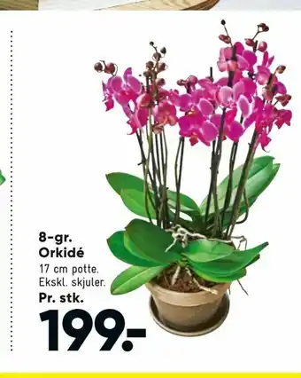 Bilka 8-gr. Orkidé tilbud