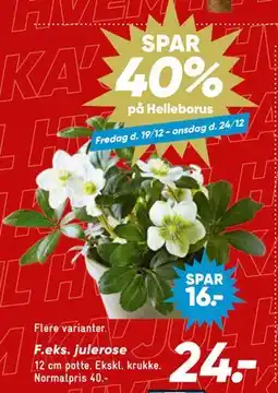 Bilka julerose tilbud