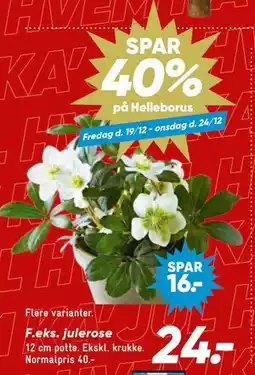 Bilka SPAR. 40%. på Helleborus tilbud