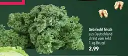 Citti Grünkohl frisch tilbud