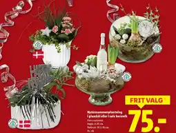 Lidl Nytårssammenplantning i glasskål eller i sølv keramik tilbud