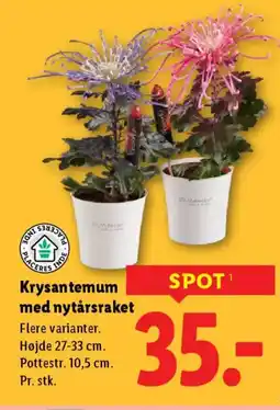 Lidl Krysantemum med nytårsraket tilbud