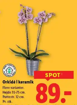 Lidl Orkidé i keramik tilbud