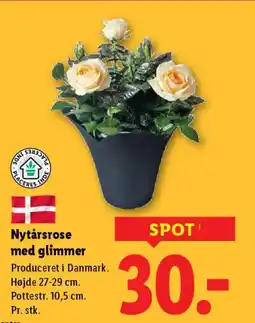 Lidl Nytårsrose med glimmer tilbud