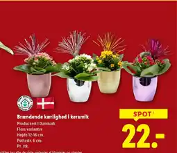 Lidl Brændende kærlighed i keramik tilbud