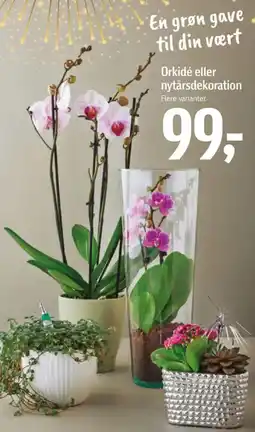 Føtex Orkidé eller nytårsdekoration tilbud