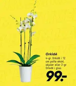 Bilka Orkidé tilbud