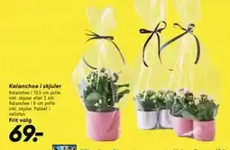 Bilka Kalanchoe i skjuler tilbud
