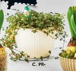 Bilka Hvid skjuler med planter og nytårspynt tilbud