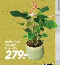 Bilka Anthurium i skjuler tilbud