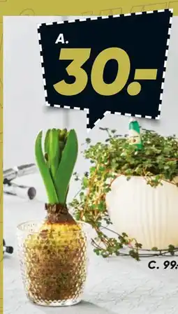 Bilka Glas med 1 stk. Hyacint tilbud