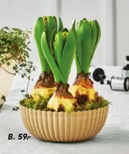 Bilka Skål med 3 stk. Hyacinter tilbud