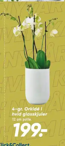 Bilka 4-gr. Orkidé i hvid glasskjuler tilbud