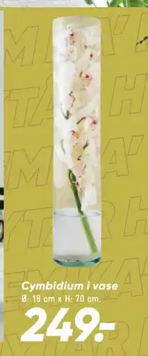 Bilka Cymbidium i vase tilbud