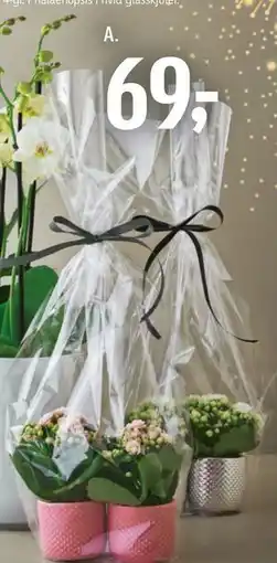 Føtex Kalanchoe i 10,5 cm potte pakket i cellofan eller 2 stk. Kalanchoe i 6 cm potte pakket i cellofan tilbud