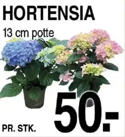ABC Lavpris Hortensia potte tilbud