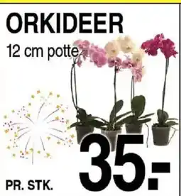 ABC Lavpris Potte orkideer tilbud