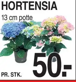 ABC Lavpris HORTENSIA tilbud