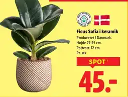 Lidl Ficus Sofia i keramik tilbud