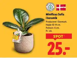 Lidl Minificus Sofia i keramik tilbud