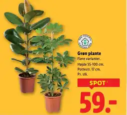 Lidl Grøn plante tilbud